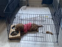 9 Haftalık Dişi Apricot Toy Poodle