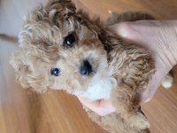 Sahibinden 2.5 Aylık Dişi Maltipoo