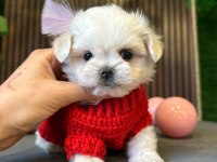 Mini maltese terrier