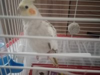 Özenle Baktığımız Papağanımız Yeni Yuvasını Arıyor