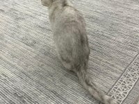 2 Yaşında Dişi Tüm Aşıları Yapılmış Kızana Gelmek Üzere British