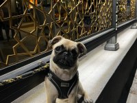 8 Aylık Dişi Çok Enerjik Çok Oyuncu Pug