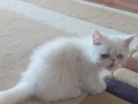 Odd Eyes Yavru Beyaz Renk Erkek Kedimiz