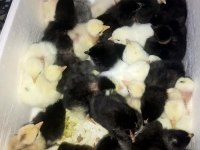 Yeni Çıkım Civcivler Rengarenk