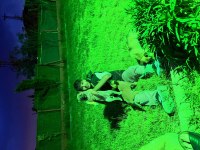 Orijinal Belçika Kurtları 1.5 Aylık