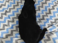 Acil Ücretsiz Sahiplendirme Siyah Scottish Fold