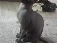 Venüs adlı sfenks kedimize acil yuva arıyoruz