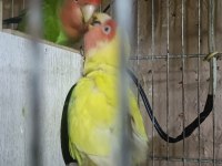 Takım Sevda Papağanı