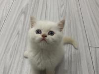 Teslime hazır british shorthair red point