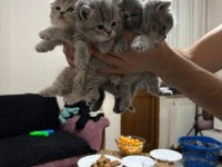 2 Aylık Bebek Kedilerimiz