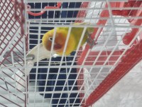 5 Aylık Konuşan Cennet Papağanı Tam Takım Eşyalarıyla