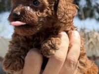 Toy poodle minik kalplerin büyük neşesi!