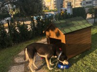 Husky Kırması Erkek Kısır Çipli