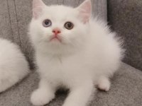 British Shorthair Ve Longhair Bebekler