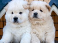 Ayı surat chow chow yavruları