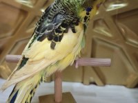 Show Erkek Dişi Muhabbet Kuşlarımız