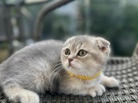 Ev Ortamında Eğitimleri Tam Dişi Scottish Fold