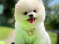 Safkan pomeranian boo yavrularımız