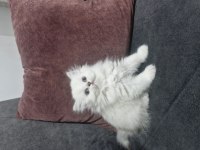 Deniz gözlüm british longhair (ücretli)