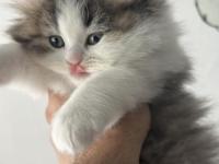 1.5 aylık british longhair melek gibi yavru