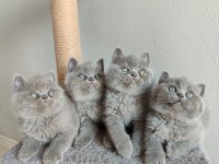 Ayı Surat Safkan British Shorthair Yavrularımız
