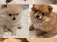 Safkan Pomeranian Boo Bebekler 2 Aylık