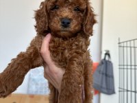 Anne altından toy poodle bebekler
