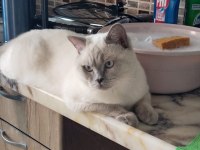 Safkan British Shorthair Anne Ve Babadan Olma Minik Yürekler