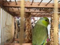 Yavru forpus papağanı 45-50 günlük