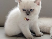 Bayram Şekeri Kedimiz