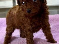 Mini Boy Kore Poodle Yavrularımız