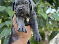Sağlık Ve Irk Garantili Cane Corso Yavrularımız