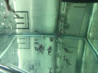 5-6 Cm Boylarda Challenger