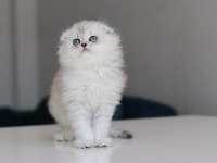 Full şecereli babadan teslime hazır erkek british longhair