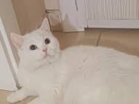 İki Adet Yavru Kedimiz Sahiplenme Yapılacaktir