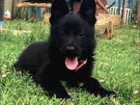 %100 Safkan Siyah (Solid Black) Alman Kurdu