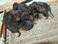 2 Yaşlarında Dişi Kızıl Doberman