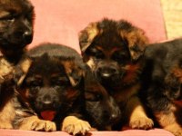 Alman Çoban Köpeği Yavruları