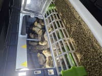 Bıldırcın yavrularımız