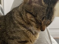 İşimden Dolayı Kedimi Sahiplendiriyorum