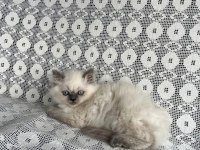 Minik British Yavrumuza Yuva Arıyoruz