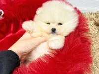 Sevimli Pomeranian Boo Yavrularımız