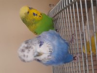 Renk Güzeli Jumbo Muhabbet Kuşlar