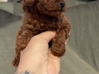 Koyu Kırmızı (Dark Brown) Toy Poodle