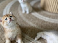 British Shorthair Yavru Kediler Rezerveye Açık!