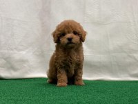 Toy poodle yavruları