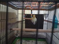 Sultan Papağanı Çift