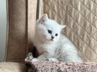Full Şecereli Anne Babanın Silver British Shorthair Bebeği