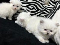 British Scottish Kedisi 2 Aylık Dişi