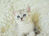 Muhteşem tatlı silver british shorthair